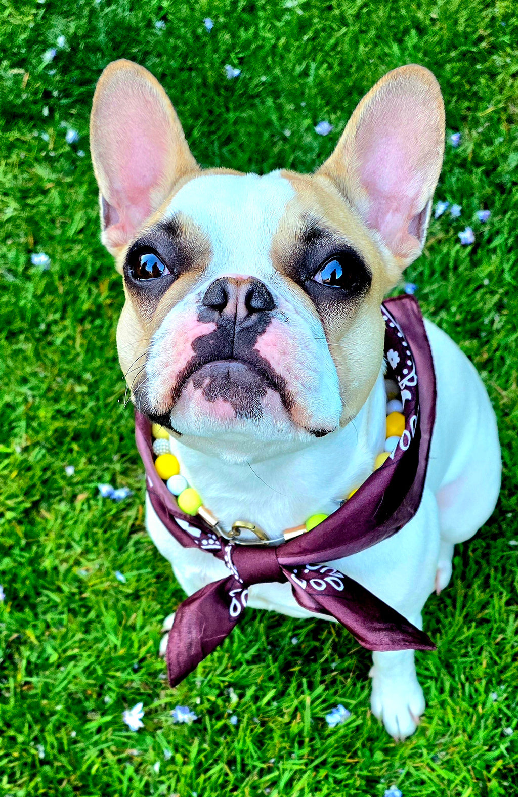 Bandanas Tendance – 20 Coloris