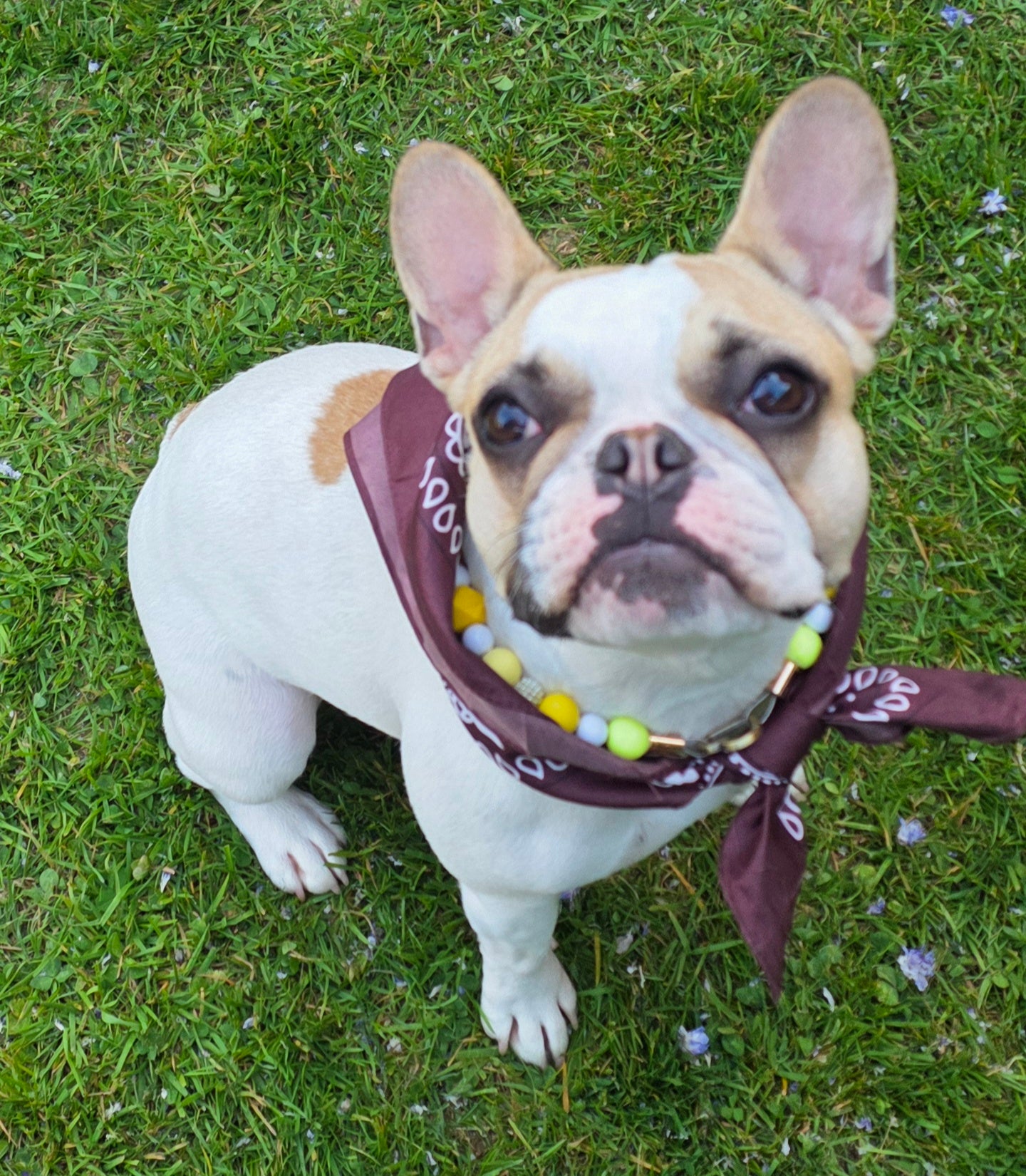Bandanas Tendance – 20 Coloris